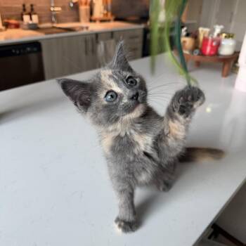 Sorbet -  Domestic Short Hair Cat for Adoption in Chicago, Illinois - Sorbet | PetCurious