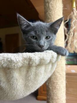 Rumi -  Domestic Short Hair Cat for Adoption in Minneapolis, Minnesota - Rumi | PetCurious