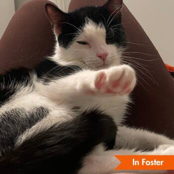 Domestic Short Hair Cats Available for Adoption in Baltimore, Maryland - Honey | PetCurious