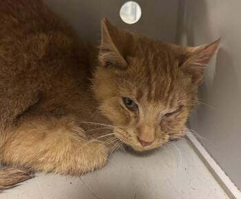 Domestic Short Hair Cats Available for Adoption - Yukon | PetCurious