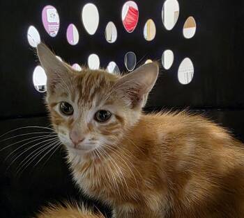 Turkey -  Domestic Short Hair Cat for Adoption in Metamora, Illinois - Turkey | PetCurious
