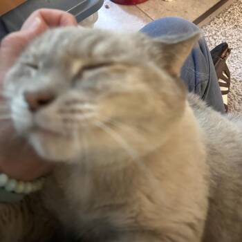 Ozu -  Siamese Cat for Adoption in Gordonsville, Tennessee - Ozu | PetCurious