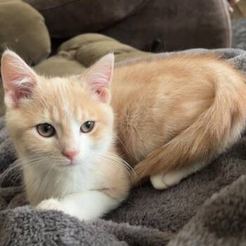 Manny -  Domestic Medium Hair Cat for Adoption in Shelbyville, Indiana - Manny | PetCurious