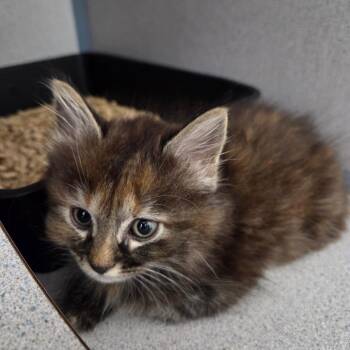 Nerina -  Domestic Medium Hair Cat for Adoption in North Battleford, Saskatchewan - Nerina | PetCurious