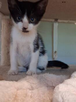 Skip -  Domestic Short Hair Cat for Adoption in Raleigh, North Carolina - Skip | PetCurious