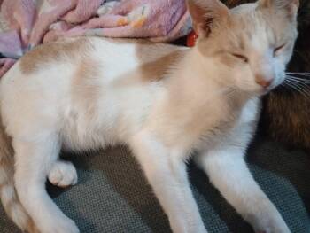 Ripley -  Domestic Short Hair Cat for Adoption in Piedmont, Missouri - Ripley | PetCurious