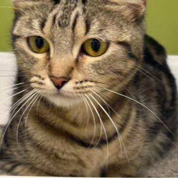 Nala -  Domestic Short Hair Cat for Adoption in Temecula, California - Nala | PetCurious