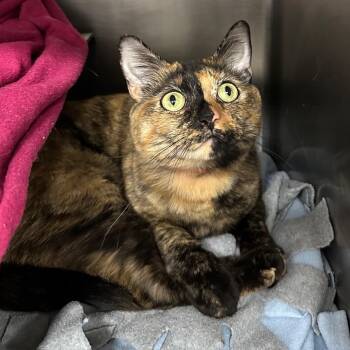 Spice -  Domestic Short Hair Cat for Adoption in Chicago, Illinois - Spice | PetCurious