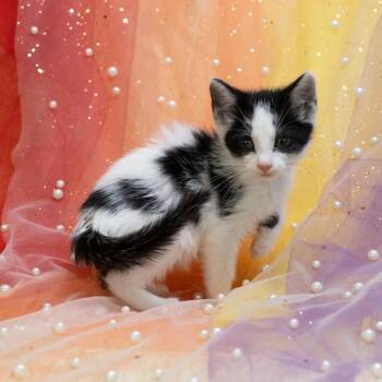 Ivory-C -  Domestic Short Hair Cat for Adoption in East St. Louis, Illinois - Ivory-C | PetCurious