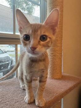 Littlefoot -  Domestic Short Hair Cat for Adoption in Luling, Texas - Littlefoot | PetCurious