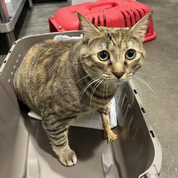 Cookie -  Domestic Short Hair Cat for Adoption in Tampa, Florida - Cookie | PetCurious