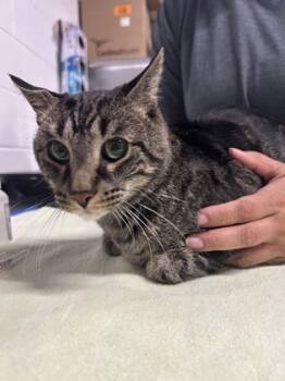 Rescue Domestic Short Hair Cats for Adoption in Sanford, Florida - Pepper | PetCurious