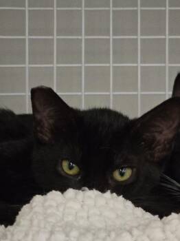 Elvira -  Domestic Short Hair Cat for Adoption in Diamond Springs, California - Elvira | PetCurious