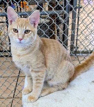 Biscuit AHS -  Domestic Short Hair Cat for Adoption in Youngtown, Arizona - Biscuit AHS | PetCurious