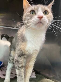 Antonia -  Domestic Short Hair Cat for Adoption in Fall River, Massachusetts - Antonia | PetCurious