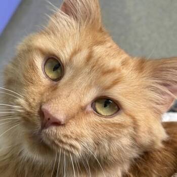 Gem -  Domestic Medium Hair Cat for Adoption in Richmond, Virginia - Gem | PetCurious