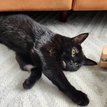 Rescue Domestic Short Hair Cats for Adoption in Evanston, Illinois - Camille | PetCurious
