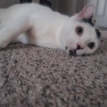 Yang -  Turkish Van Cat for Adoption in Liverpool, Texas - Yang | PetCurious