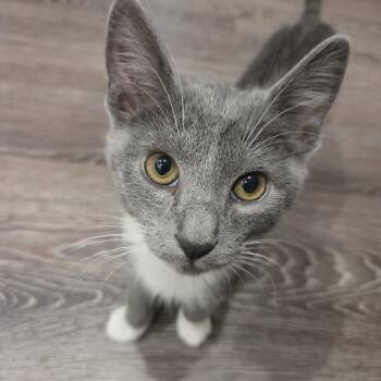 0926-21 Basil -  Domestic Short Hair Cat for Adoption in Abingdon, Maryland - 0926-21 Basil | PetCurious