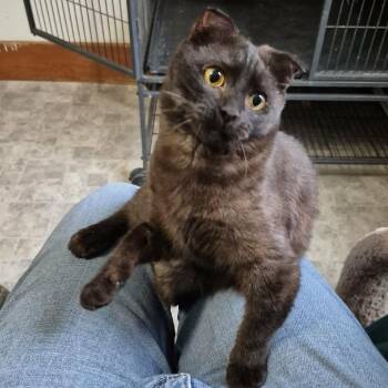 Scottish Fold Cats Available for Adoption - Mila (limb Deformities) | PetCurious