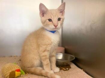 CREAM -  Domestic Short Hair Cat for Adoption in Fort Wayne, Indiana - CREAM | PetCurious