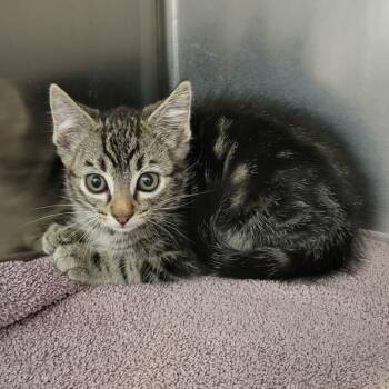 Catrat -  Domestic Short Hair Cat for Adoption in Salt Lake City, Utah - Catrat | PetCurious
