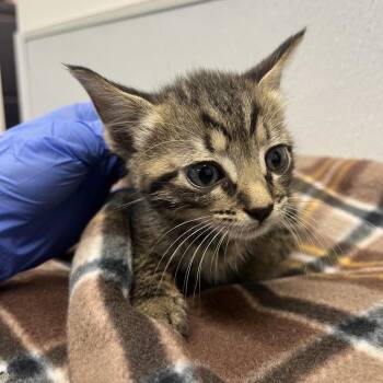 Genny -  Domestic Short Hair Cat for Adoption in Tampa, Florida - Genny | PetCurious