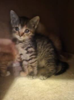 Rescue Domestic Medium Hair Cats for Adoption in Powder Springs, Georgia - Hershey | PetCurious
