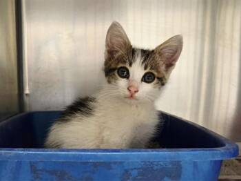 A1048122 -  Domestic Short Hair Cat Available for Adoption in Martinez, California - A1048122 | PetCurious