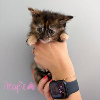 Pinky Pie -  Domestic Long Hair Cat for Adoption in Bethel, Ohio - Pinky Pie | PetCurious