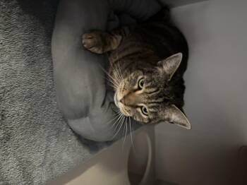 Tabby Cats Available for Adoption - May | PetCurious