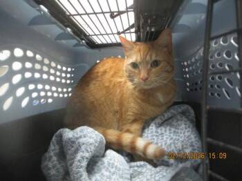 Domestic Short Hair Cats Available for Adoption - Moxie(631) | PetCurious