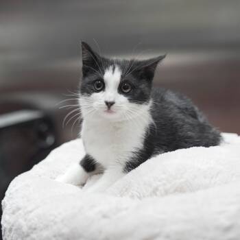 Rescue Domestic Short Hair Cats for Adoption in Gainesville, Georgia - Blessings | PetCurious