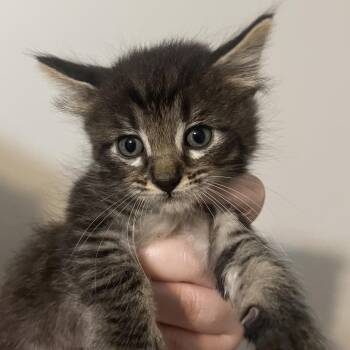 Domestic Short Hair Cats Available for Adoption in Brownsboro, Alabama - Anchor | PetCurious