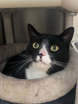 Rescue Domestic Short Hair Cats for Adoption in Pomona, New York - Billy Boy | PetCurious