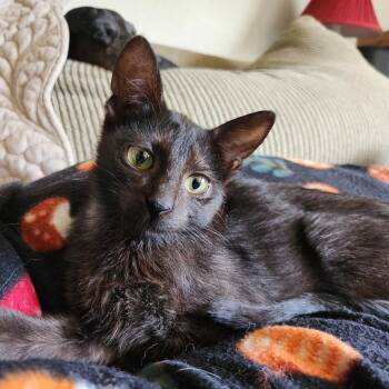 Jimothy -  Bombay and Domestic Short Hair Cat for Adoption in San Antonio, Texas - Jimothy | PetCurious