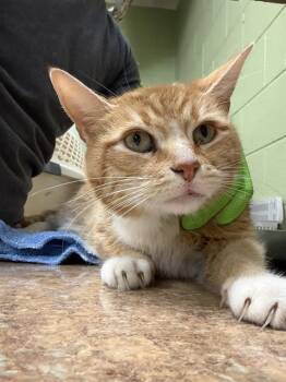 Domestic Short Hair Cats Available for Adoption in Indianapolis, Indiana - PUMPKIN PIE | PetCurious