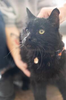 Rescue Domestic Medium Hair Cats for Adoption in Austintown, Ohio - Magic | PetCurious
