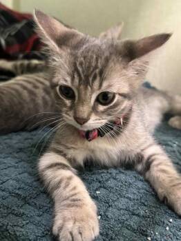 Domestic Short Hair Cats Available for Adoption in Marion, Ohio - Smudge | PetCurious