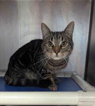 Rescue Domestic Short Hair Cats for Adoption in Evansville, Indiana - Church Hill | PetCurious