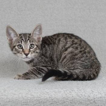 Mozart (White) -  Domestic Short Hair Cat for Adoption in Sunnyvale, California - Mozart (White) | PetCurious