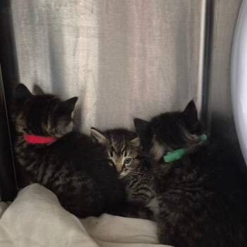 Starling -  Domestic Medium Hair Cat Available for Adoption in Kingman, Kansas - Starling | PetCurious
