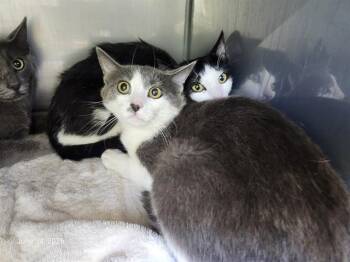 CHRISSY* -  Domestic Short Hair Cat for Adoption in Santa Cruz, California - CHRISSY* | PetCurious