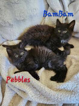 Bamm-Bamm Rubble -  Domestic Medium Hair Cat for Adoption in Parkville, Maryland - Bamm-Bamm Rubble | PetCurious