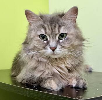Tabby and Domestic Long Hair Cats Available for Adoption in Vaughan, Ontario - Leela | PetCurious