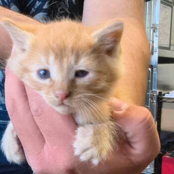 Ricky - Missy -  Domestic Short Hair Cat for Adoption in Moses Lake, Washington - Ricky - Missy | PetCurious
