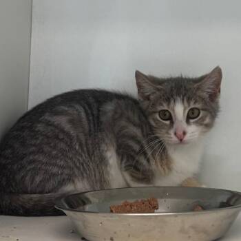 Butthead -  Domestic Short Hair Cat for Adoption - Butthead | PetCurious
