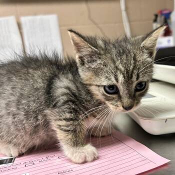 Geronimo -  Domestic Short Hair Cat for Adoption in Newport, North Carolina - Geronimo | PetCurious