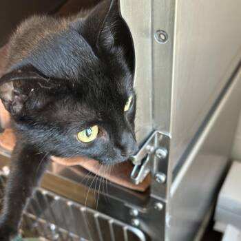 Zorro -  Domestic Short Hair Cat for Adoption in Council Bluffs, Iowa - Zorro | PetCurious