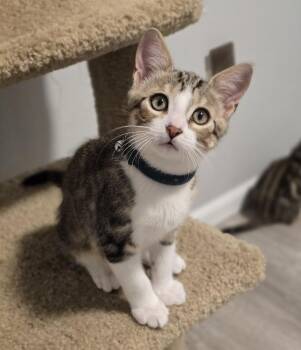 Lita -  Domestic Short Hair Cat for Adoption in Sedalia, Colorado - Lita | PetCurious